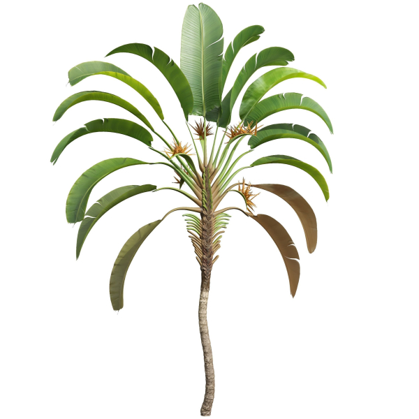 New Plant High detail Strelitzia Nicolai Medium