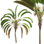 New Plant High detail Strelitzia Nicolai Medium