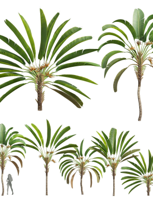 New Plant High detail Strelitzia Nicolai Medium