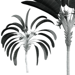 New Plant High detail Strelitzia Nicolai Medium