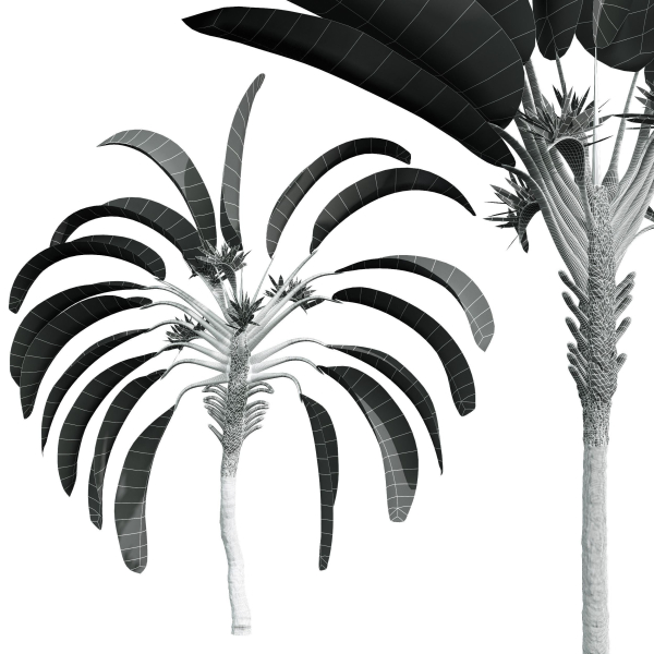 New Plant High detail Strelitzia Nicolai Medium