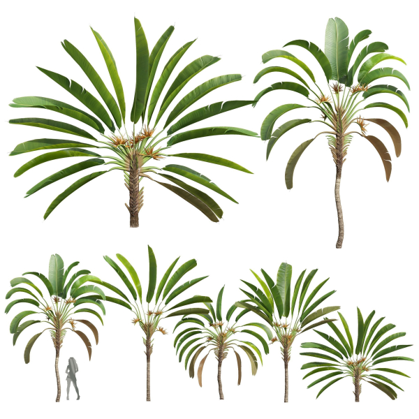 New Plant High detail Strelitzia Nicolai Medium