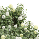 New Plant High Detail Viburnum Opulus Roseum