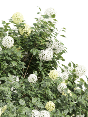 new-plant-high-detail-viburnum-opulus-roseum-3d-model-max-obj-fbx-ma-blend-mat