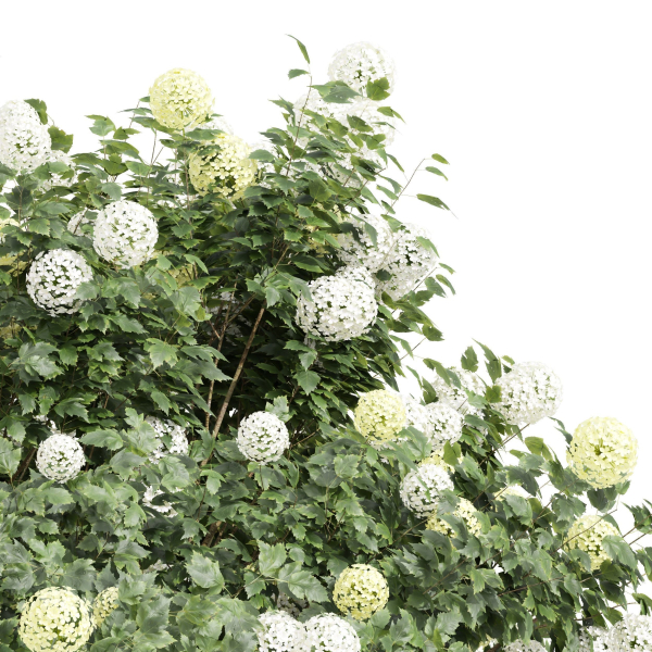 New Plant High Detail Viburnum Opulus Roseum