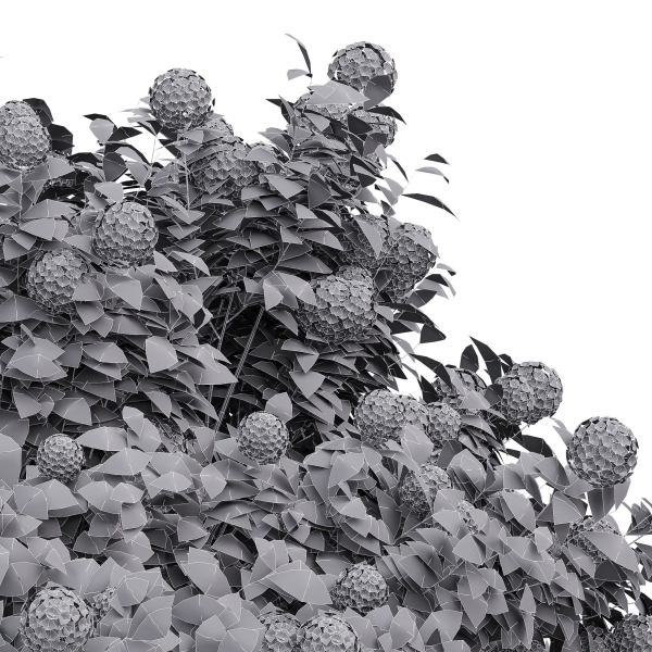 New Plant High Detail Viburnum Opulus Roseum