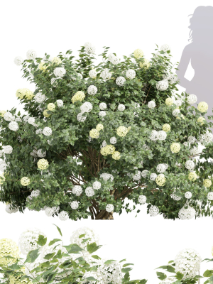 New Plant High Detail Viburnum Opulus Roseum