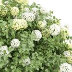 New Plant High detail Viburnum Opulus Roseum Bush
