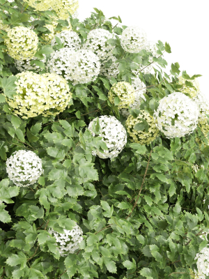new-plant-high-detail-viburnum-opulus-roseum-bush-3d-model-max-obj-fbx-ma-blend-mat