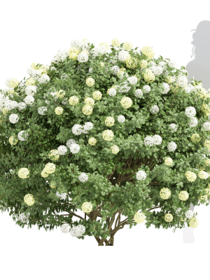 New Plant High detail Viburnum Opulus Roseum Bush