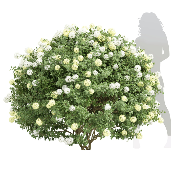New Plant High detail Viburnum Opulus Roseum Bush
