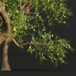 New Plant Mangifera Indica Mango Pear Pyrus Communis Green