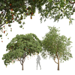 New Plant Mangifera Indica Mango Pear Pyrus Communis Green