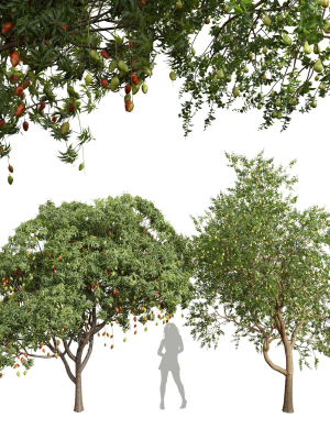 New Plant Mangifera Indica Mango Pear Pyrus Communis Green