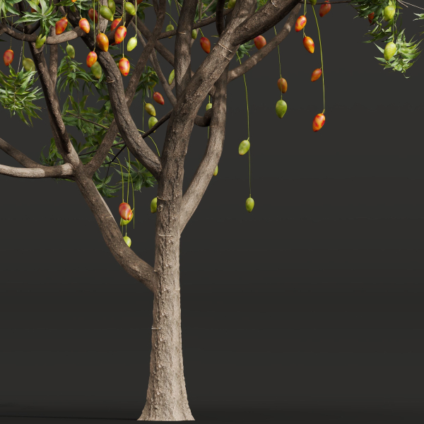 New Plant Mangifera Indica Mango Pear Pyrus Communis Green