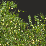 New Plant Mangifera Indica Mango Pear Pyrus Communis Green
