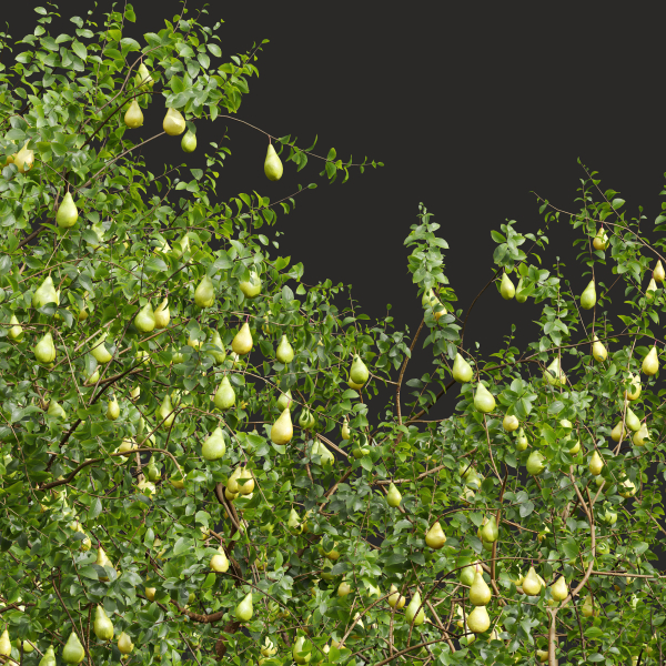 New Plant Mangifera Indica Mango Pear Pyrus Communis Green