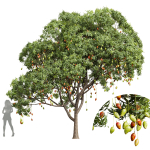 New Plant Mangifera Indica Mango Pear Pyrus Communis Green
