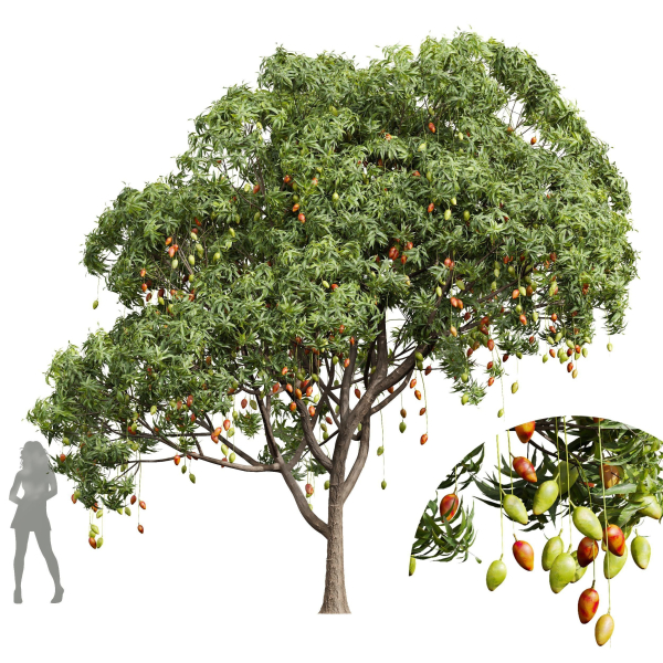 New Plant Mangifera Indica Mango Pear Pyrus Communis Green