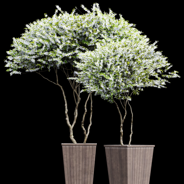 New Plant Saribus Rotundifolius