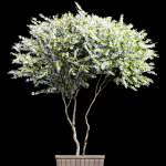 New Plant Saribus Rotundifolius