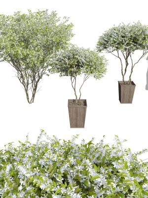 New Plant Saribus Rotundifolius