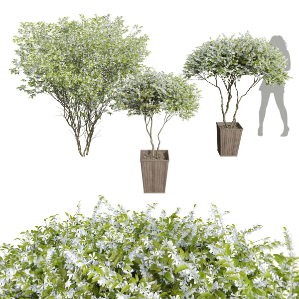 New Plant Saribus Rotundifolius