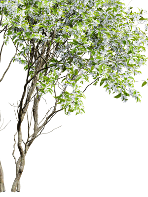 new-plant-saribus-rotundifolius-3d-model-d199902393