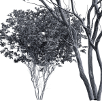 New Plant Saribus Rotundifolius