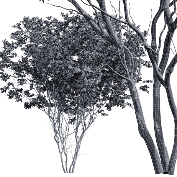 New Plant Saribus Rotundifolius