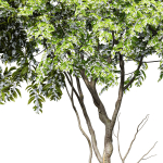New Tree High detail Amelanchier lamarckii Tree