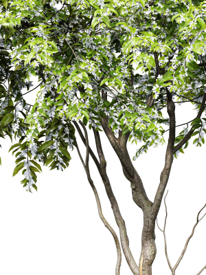 new-tree-high-detail-amelanchier-lamarckii-tree-3d-model-max-obj-fbx-mat