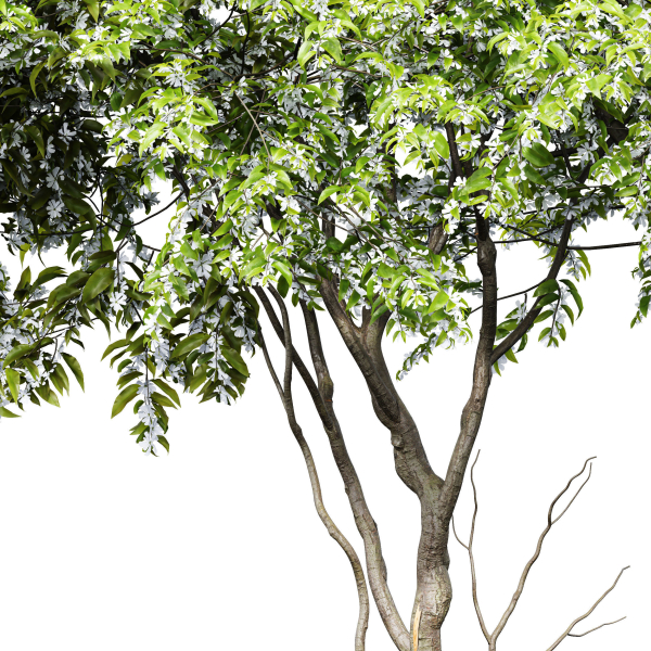 New Tree High detail Amelanchier lamarckii Tree