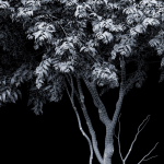 New Tree High detail Amelanchier lamarckii Tree