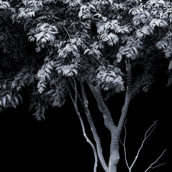 New Tree High detail Amelanchier lamarckii Tree