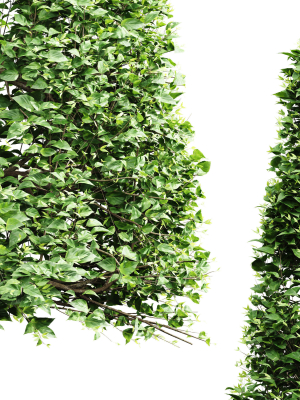 new-tree-high-detail-carpinus-betulus-broadleaf-conical-3d-model-max-obj-fbx-mat