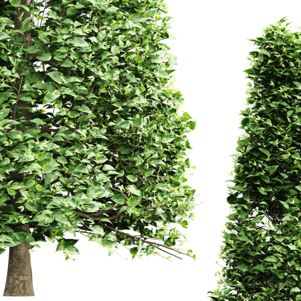 New Tree High detail Carpinus Betulus Broadleaf Conical