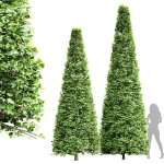 New Tree High detail Carpinus Betulus Broadleaf Conical