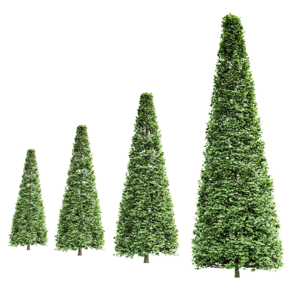 New Tree High detail Carpinus Betulus Broadleaf Conical