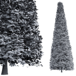 New Tree High detail Carpinus Betulus Broadleaf Conical