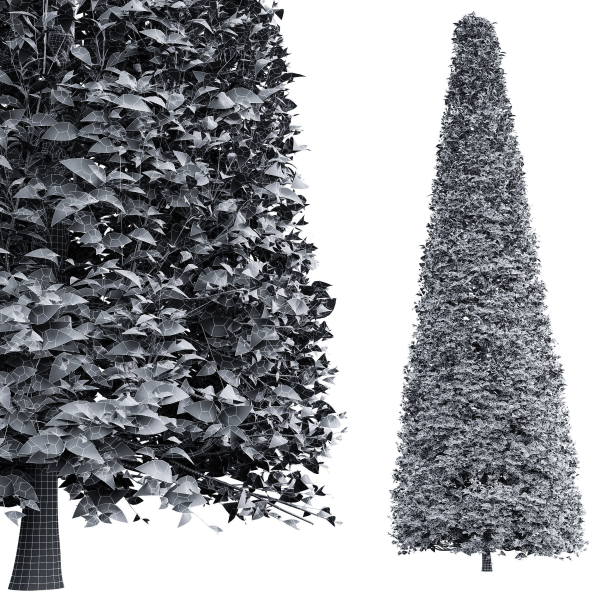 New Tree High detail Carpinus Betulus Broadleaf Conical