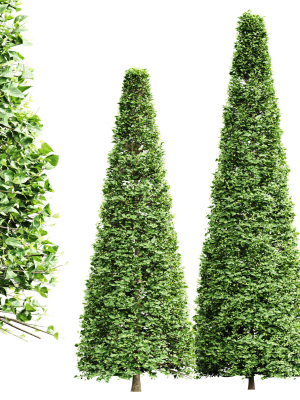 New Tree High detail Carpinus Betulus Broadleaf Conical