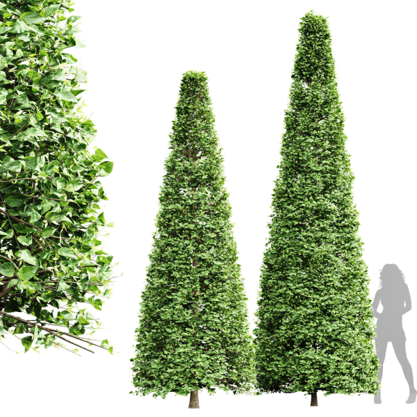 New Tree High detail Carpinus Betulus Broadleaf Conical