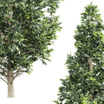 New Tree High detail Carpinus Betulus Bush