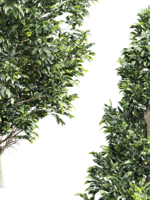 new-tree-high-detail-carpinus-betulus-bush-3d-model-max-obj-fbx-mat