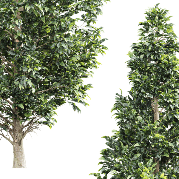 New Tree High detail Carpinus Betulus Bush