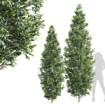 New Tree High detail Carpinus Betulus Bush