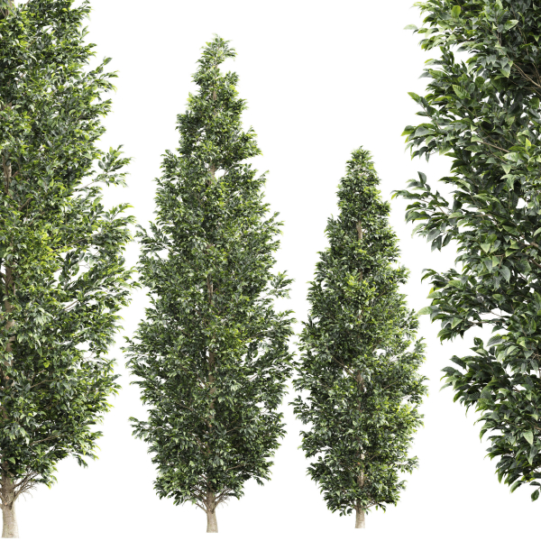 New Tree High detail Carpinus Betulus Bush