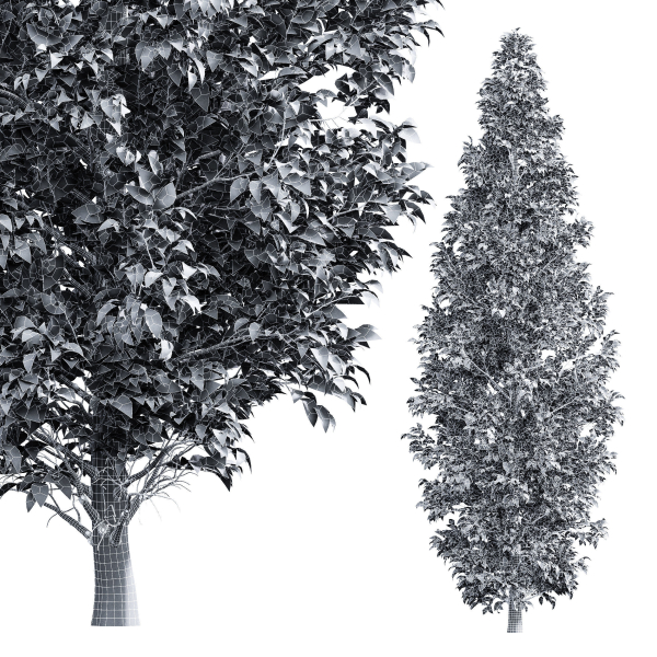 New Tree High detail Carpinus Betulus Bush