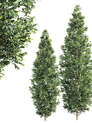 New Tree High detail Carpinus Betulus Bush